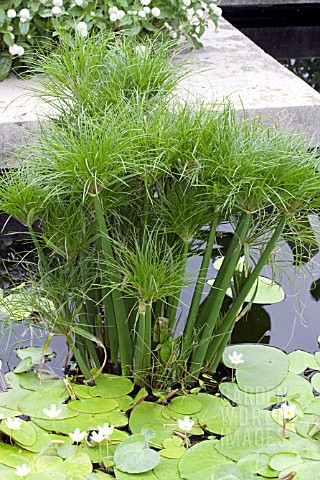 does king tut papyrus self seed in connecticut