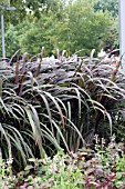 PENNISETUM PURPUREUM PRINCE