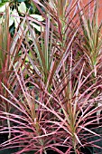 DRACAENA COLORAMA