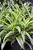 DRACAENA LEMON LIME