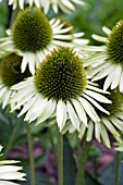 ECHINACEA GREEN JEWEL