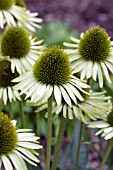 ECHINACEA GREEN JEWEL