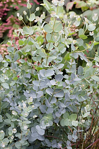 EUCALYPTUS_GUNNII_SILVER_DROP