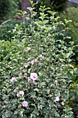 HIBISCUS SYRIACUS SUGAR TIP