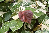 HIBISCUS TILIACEUS TRICOLOR