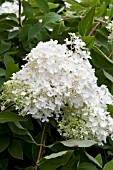 HYDRANGEA PANICULATA GRANDIFLORA