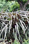 PENNISETUM PURPUREUM PRINCE