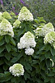 HYDRANGEA PANICULATA LIMELIGHT