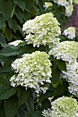 HYDRANGEA PANICULATA LIMELIGHT