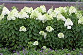 HYDRANGEA PANICULATA LIMELIGHT