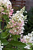 HYDRANGEA PANICULATA PINKY WINKY