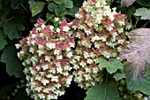 HYDRANGEA QUERCIFOLIA SNOWFLAKE