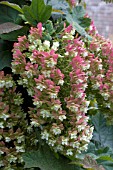 HYDRANGEA QUERCIFOLIA SNOWFLAKE