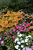 IMPATIENS AND COLEUS RUSTIC ORANGE