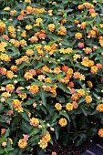 LANTANA LUCKY RED HOT