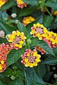 LANTANA LUCKY RED HOT