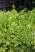 LESPEDEZA BICOLOR YAKUSHIMA