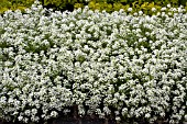 LOBULARIA MARITIMA SNOW CRYSTALS