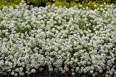 LOBULARIA_MARITIMA_SNOW_CRYSTALS