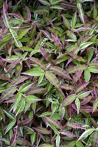 OPLISMENUS_AFRICANUS_VARIEGATUS_BASKET_GRASS