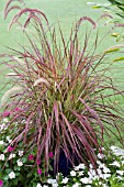 PENNISETUM SETACEUM RUBRUM FIREWORKS