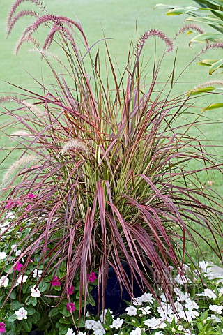 PENNISETUM_SETACEUM_RUBRUM_FIREWORKS