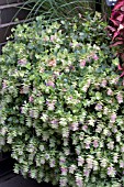 ORIGANUM KENT BEAUTY