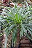 PACHYPODIUM LAMEREI