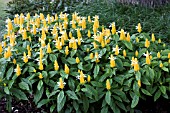 PACHYSTACHYS LUTEA PLANTING