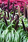 PENNISETUM GLAUCUM JADE PRINCESS