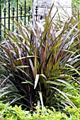 PENNISETUM PURPUREUM PRINCE