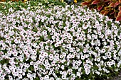 PETUNIA SUPERTUNIA VISTA SILVERBERRY