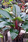 PHILODENDRON RED CONGO