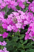 PHLOX PANICULATA ROBERT POORE