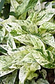 POTHOS MARBLE QUEEN