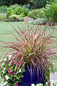 PENNISETUM SETACEUM RUBRUM FIREWORKS