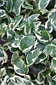 POTHOS VARIEGATED