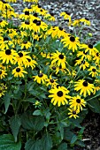 RUDBECKIA FULGIDA CITY GARDEN