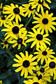 RUDBECKIA FULGIDA CITY GARDEN