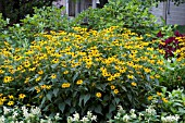 RUDBECKIA GOLDSTURM