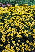 RUDBECKIA GOLDSTURM