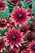 RUDBECKIA HIRTA CHERRY BRANDY