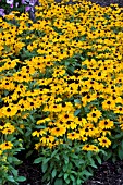 RUDBECKIA HIRTA TIGER EYE GOLD