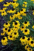 RUDBECKIA SUMMER BLAZE