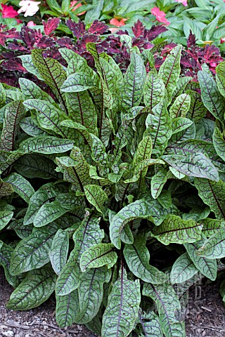 RUMEX_SANGUINEUS_RASPBERRY_DRESSING