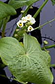 SAGITTARIA MONTEVIDENSIS