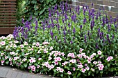 SALVIA FARINACEA REVOLUTION CATHARANTHUS SUNSTORM BLUSH