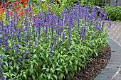 SALVIA FARINACEA SALLYFUN BLUE EMOTION