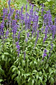 SALVIA FARINACEA SALLYFUN BLUE EMOTION