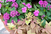 PENTAS IMPATIENS IPOMOEA MIX